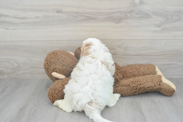 Male Cavapoo puppy for sale at Pinogy Store.