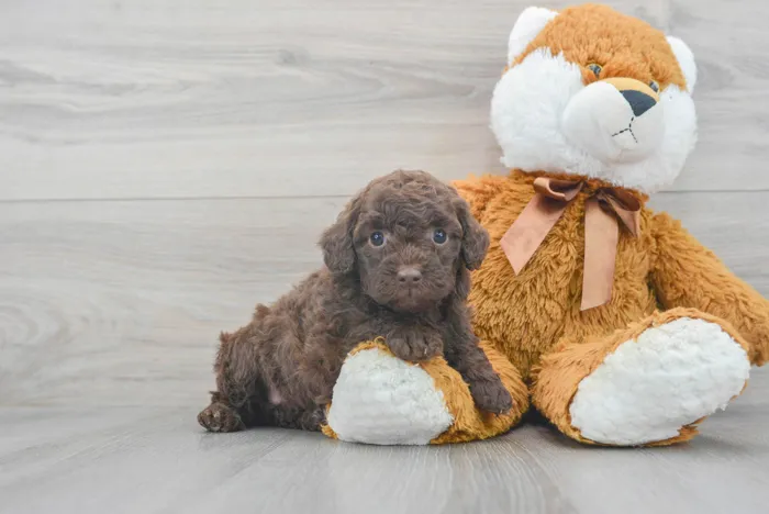 Female Mini Goldendoodle puppy for sale at Pinogy Store.