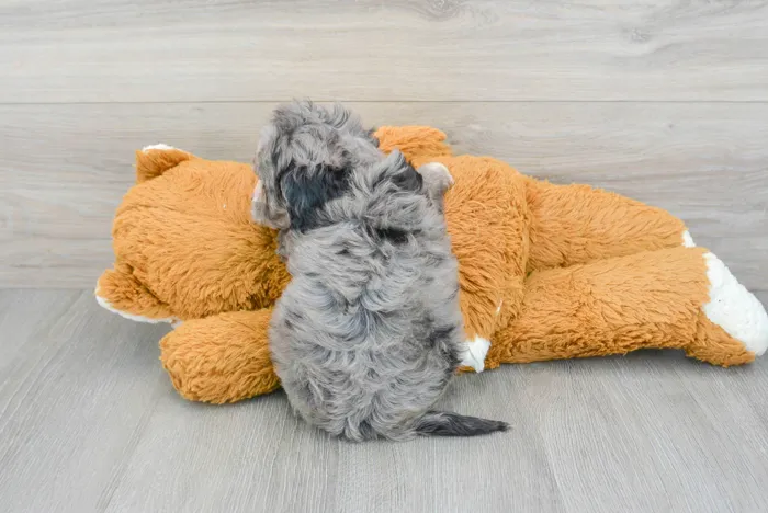 Male Cavapoo puppy for sale at Pinogy Store.