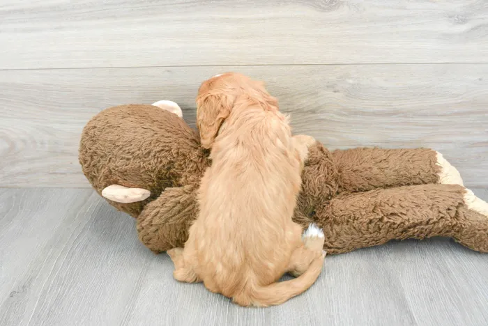 Male Cavalier King Charles Spaniel puppy for sale at Pinogy Store.