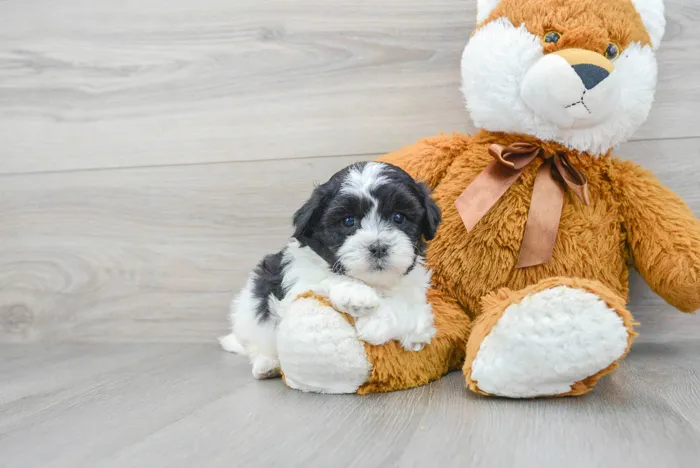 Male Teddy Bear puppy for sale at Pinogy Store.