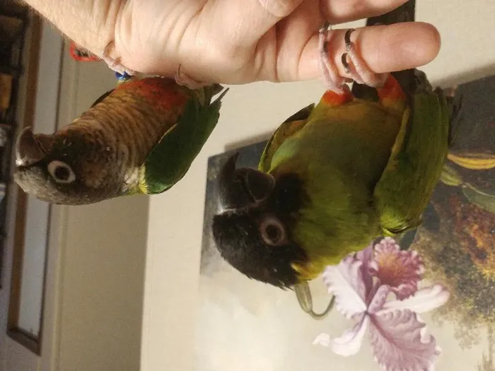 Unknown Conure bird for sale at Pinogy Store.