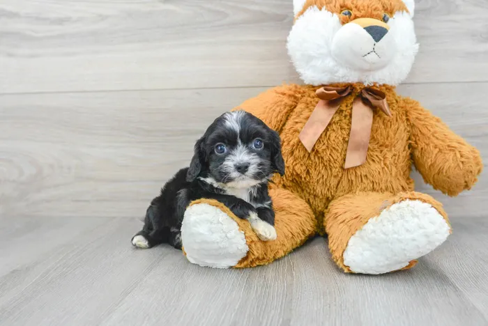 Male Cavapoo puppy for sale at Pinogy Store.