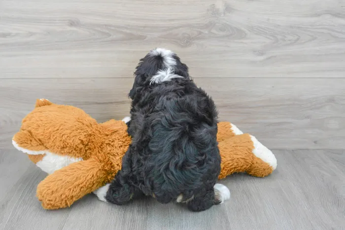 Female Mini Bernedoodle puppy for sale at Pinogy Store.