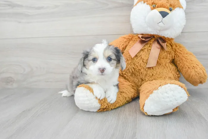 Male Hybrid puppy for sale at Pinogy Store.