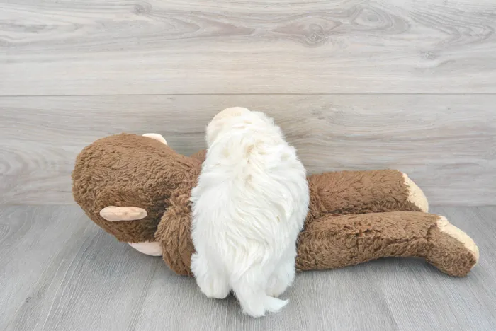 Male Teddy Bear puppy for sale at Pinogy Store.
