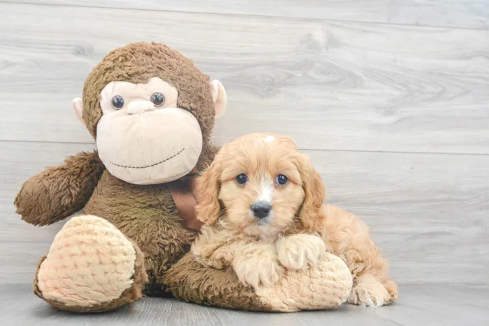Female Cavapoo puppy for sale at Pinogy Store.