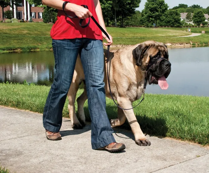 Gentle Leader Headcollar, No-pull Dog Collar X-large Red