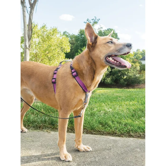 3 In 1 Harness Medium Plum Medium