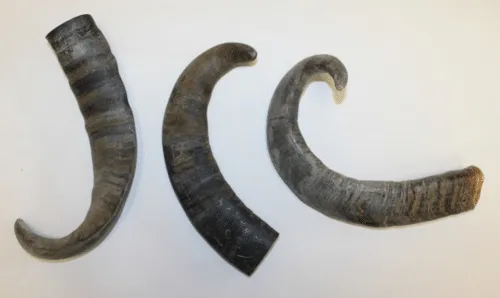 Bully Horns Dog Treats Large
