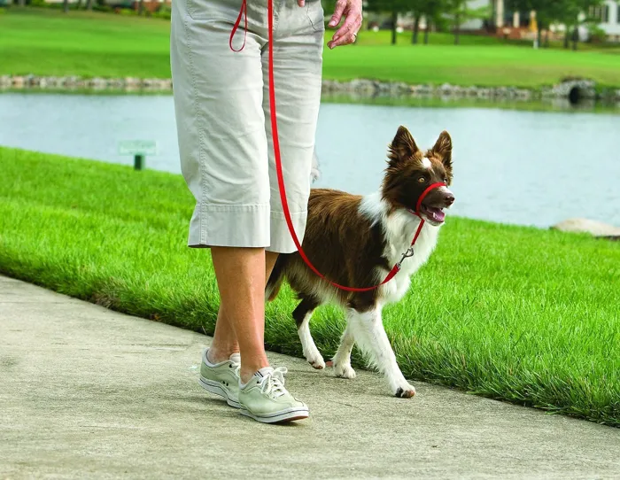 Gentle Leader Headcollar, No-pull Dog Collar Medium Red