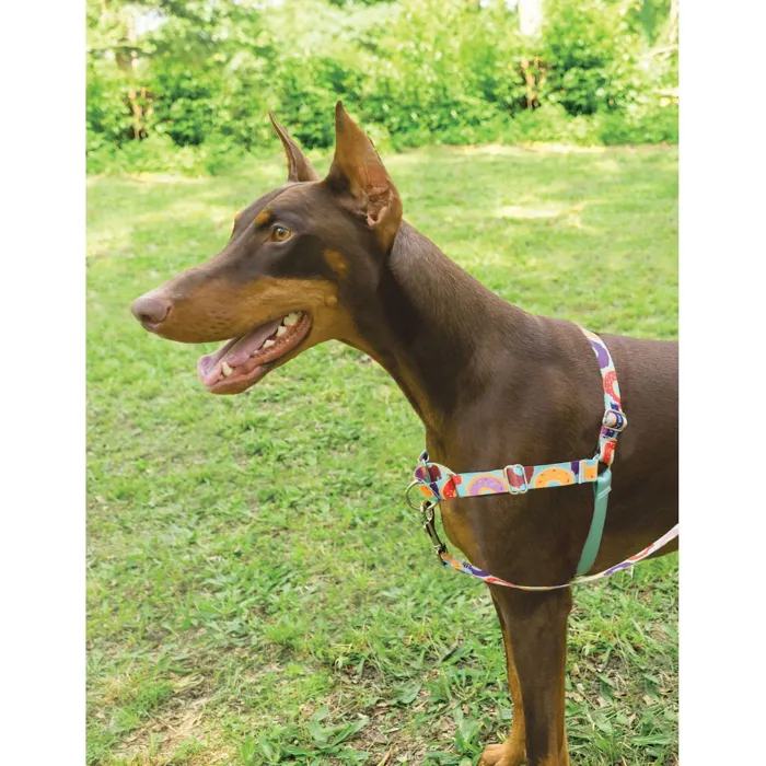 Chic Gentle Ldr Qck Rel Donuts Headcollar & Leash