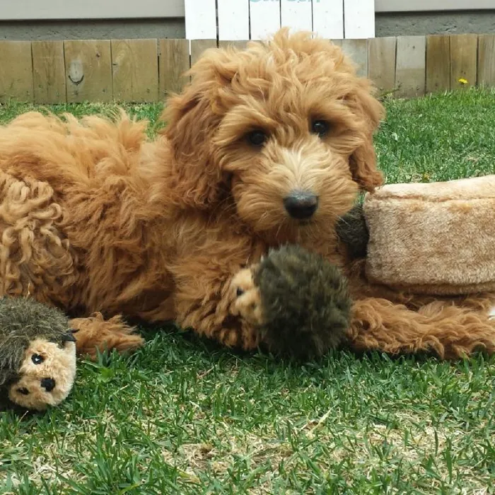 Zippy Burrow Hedgehog Den Puzzle Dog Toy Plush