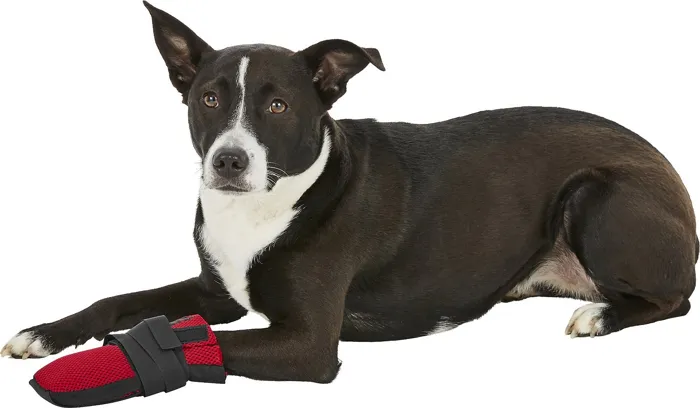 Wound Dog Boot Small
