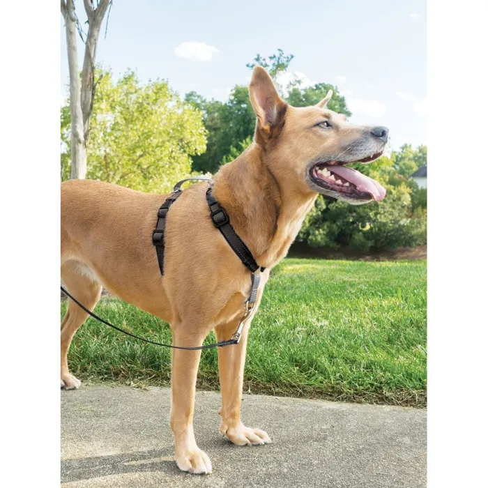 3 In 1 Harness Medium Black Medium