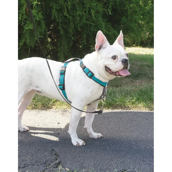3 In 1 Harness Small Teal Small