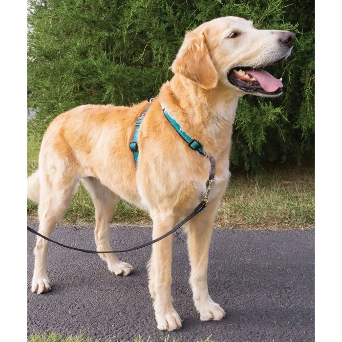 3 In 1 Harness Large Teal Large