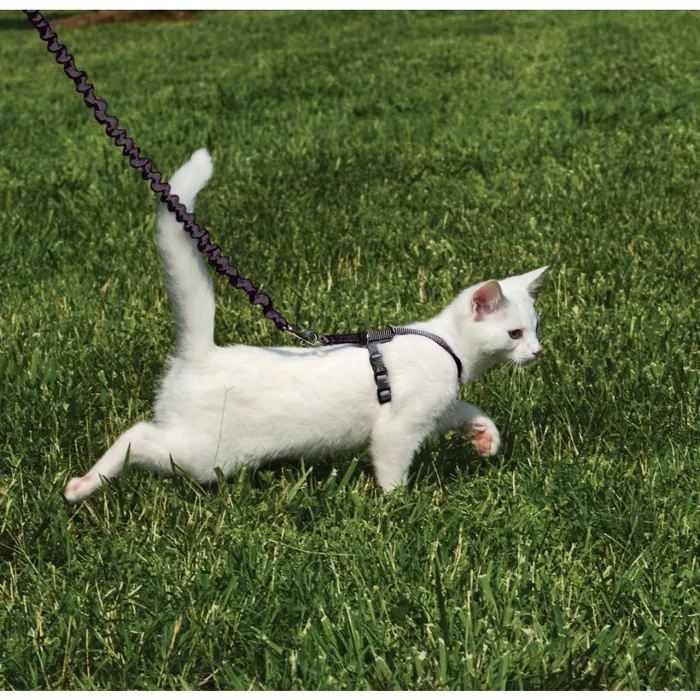 Harness & Bungee Leash Large Black Large