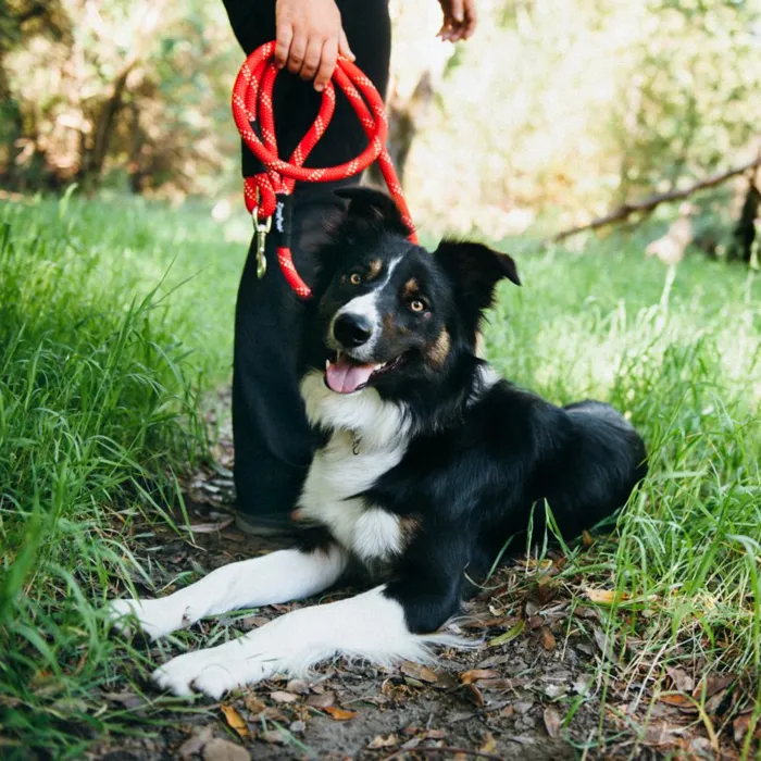 Original Climbers 6 Ft Dog Leash Blue