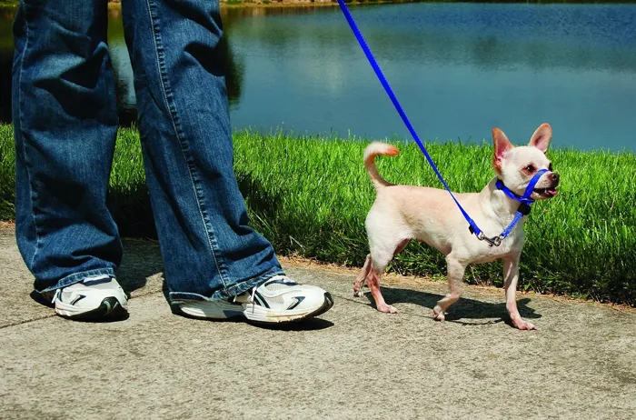 Gentle Leader Headcollar, No-pull Dog Collar Petite Royal Blue