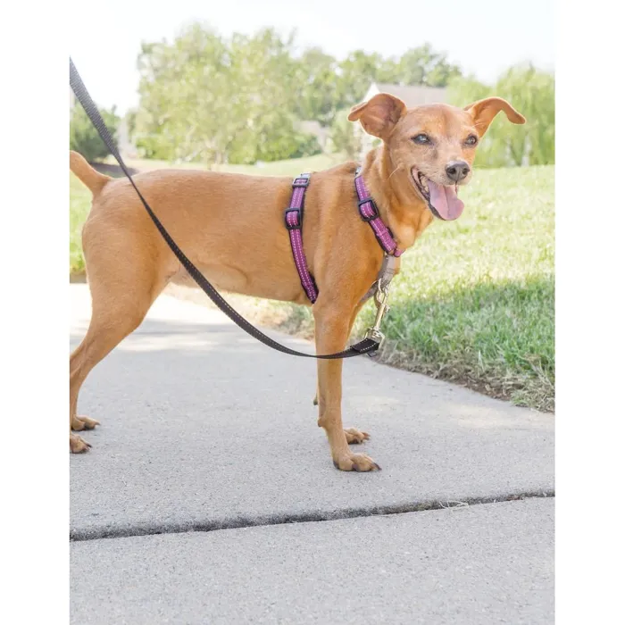 3 In 1 Harness X-small Plum X-small