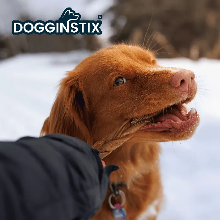 Dogginstix Braided Lamb Collagen 6-inch dog lifestyle